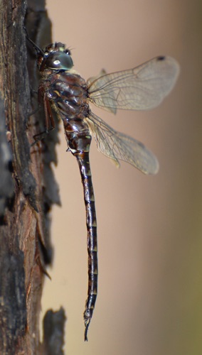 Male (posed)
11 April 2008, Florida